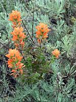 FLORE (27).JPG